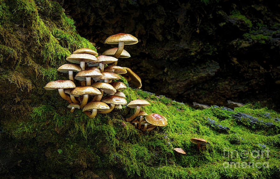 Mushroom Family Pyrography by Joseph Miko
