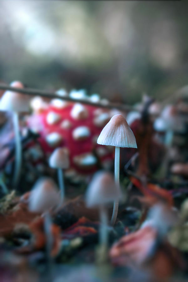 Fall Photograph - Mushroom Family by Sabine Schiebofski