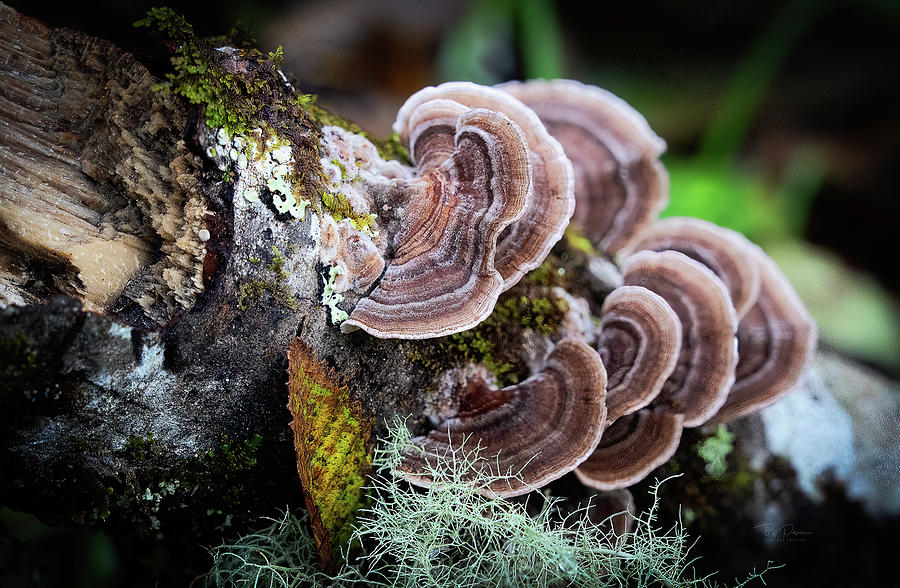 Mushroom Fans Photograph by Bill Posner