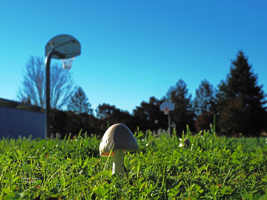 Mushroom Fantasy Basketball Photograph by Richard Thomas
