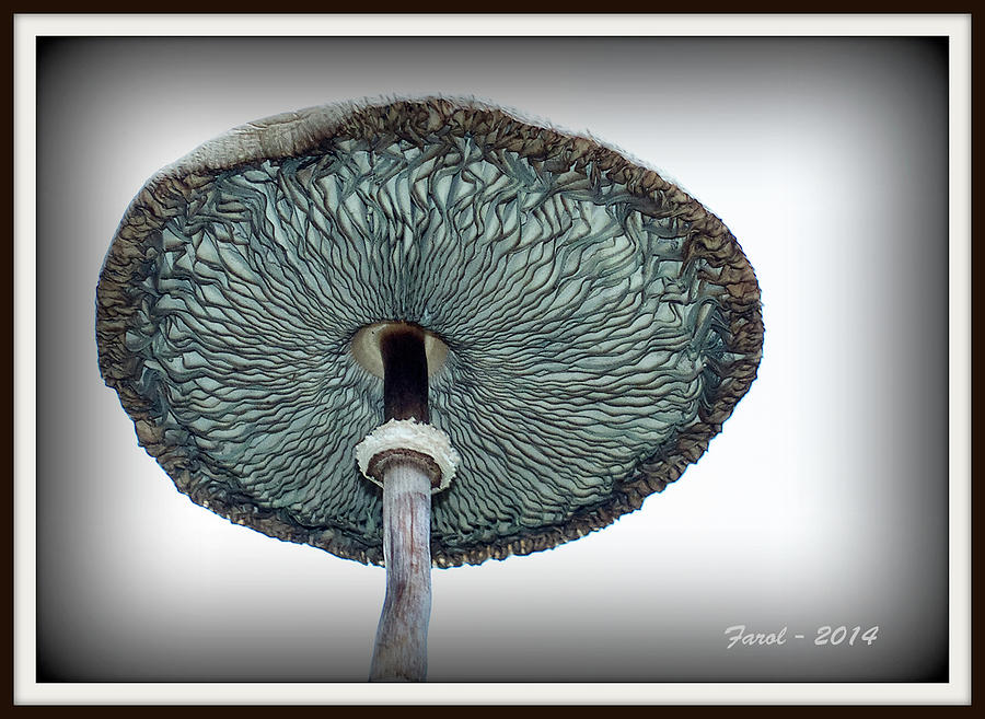 Mushroom Photograph by Farol Tomson