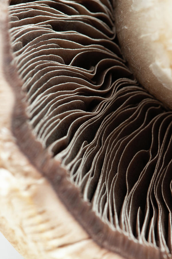 Mushroom gills Photograph by Avenue Des Images Mushroom gills Photograph by Avenue Des Images