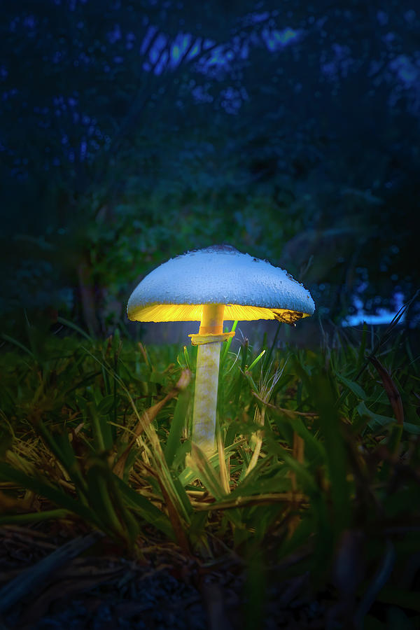 Mushroom Glow Photograph by Mark Andrew Thomas