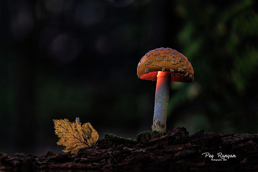 Mushroom Glow Photograph by Peg Runyan