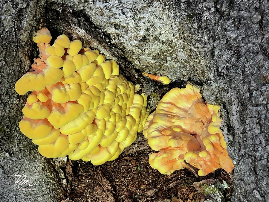 Mushroom - golden Photograph by Meta Gatschenberger