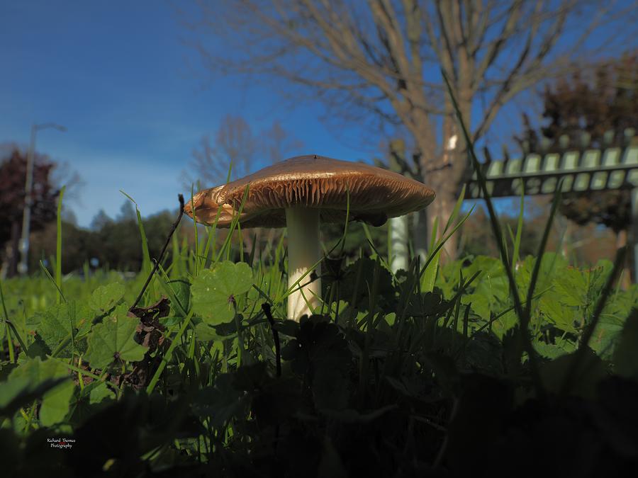 Mushroom Green Grass Photograph by Richard Thomas