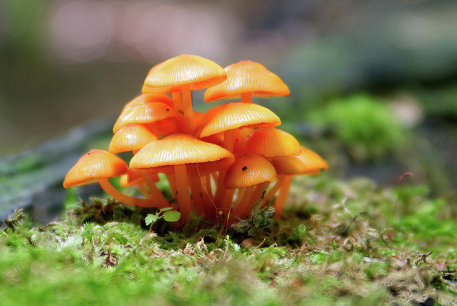 Mushroom Group in Orange Photograph by Flinn Hackett