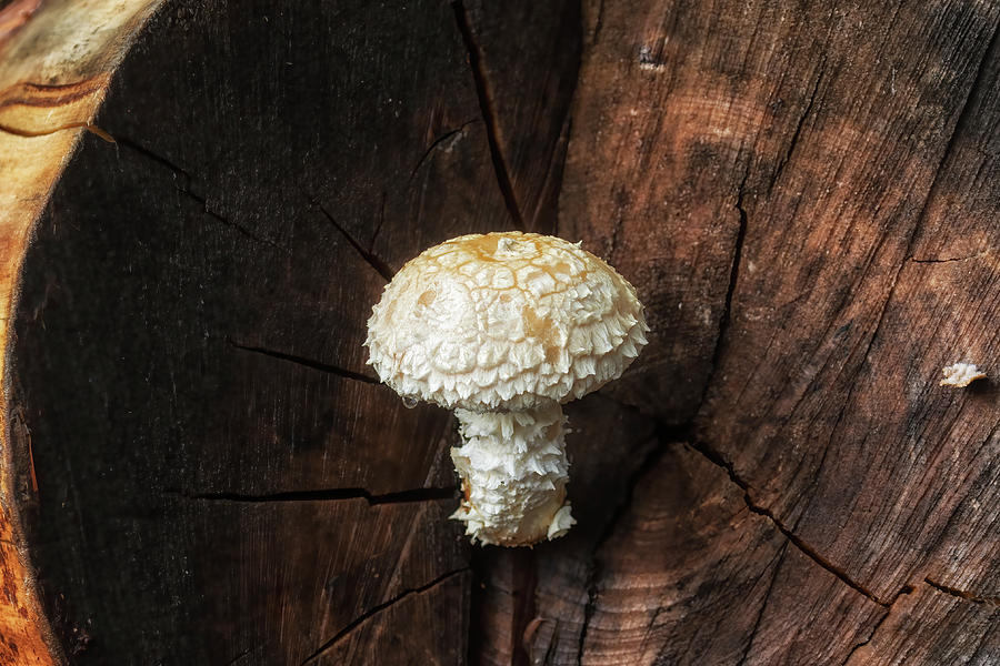 Mushroom Growing from a Washed Up  Log,No. 1 Photograph by Belinda Greb