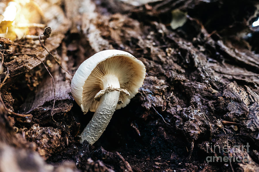 Mushroom growing on a tree trunk during the fall. Photograph by Joaquin Corbalan