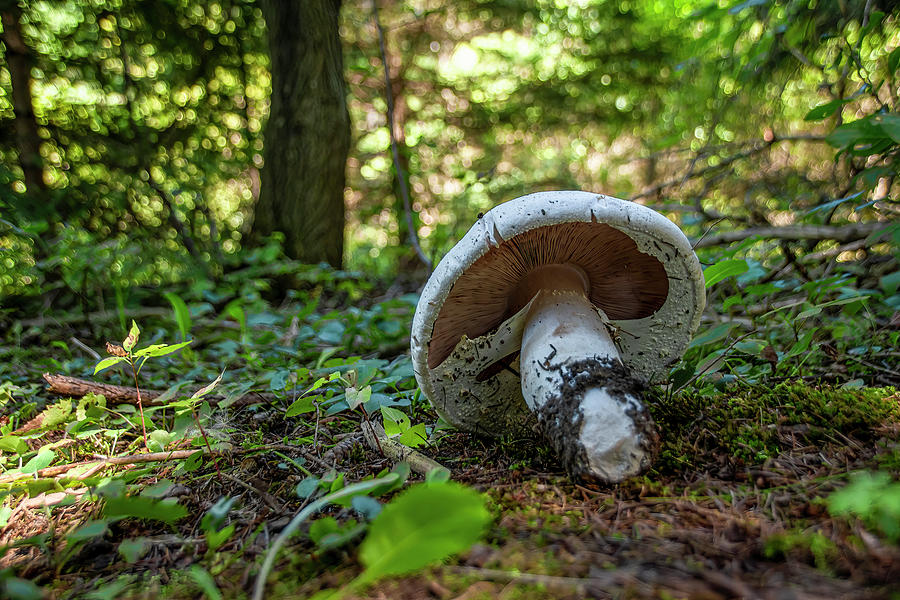 Mushroom Grows In A Forest 2 Photograph