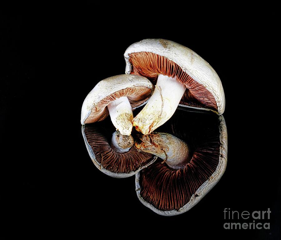 Mushroom Heads Pyrography by Joseph Miko