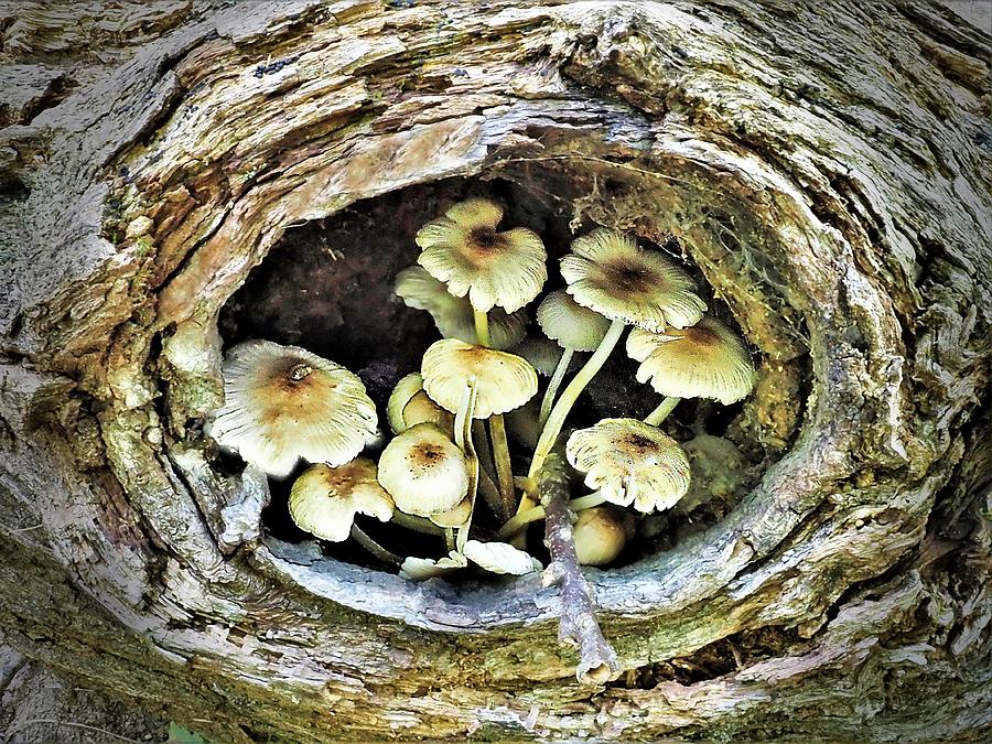 Mushroom House Photograph by Bearj B Photo Art