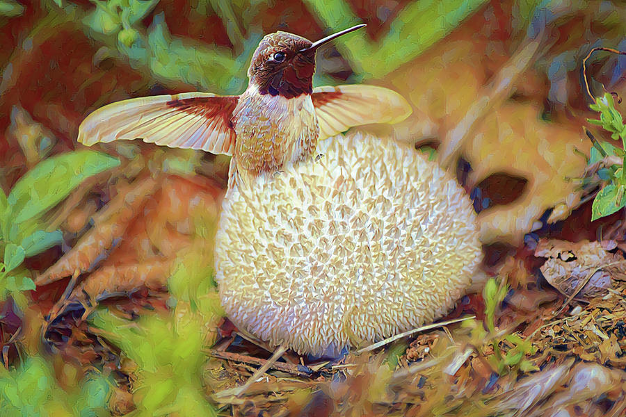 Mushroom Hummingbird Hero Digital Art