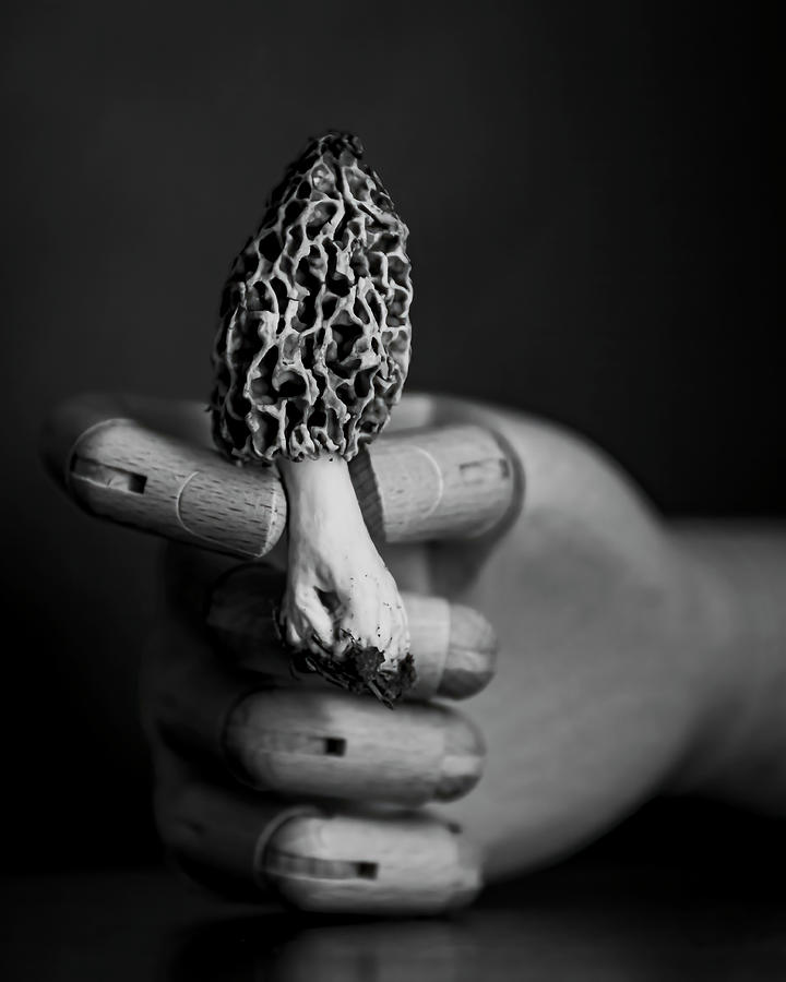 Mushroom Hunting Photograph