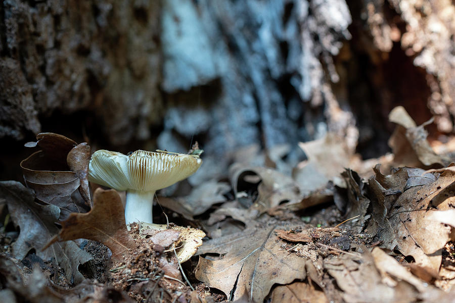 Mushroom in Leaf Litter Photograph by Brooke Bowdren
