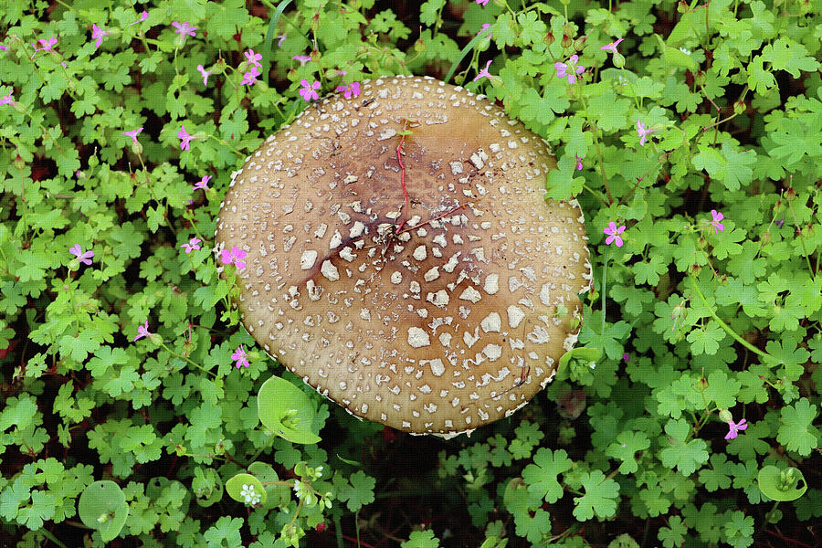 Mushroom In Our Yard Digital Art by Tom Janca Mushroom In Our Yard Digital Art by Tom Janca