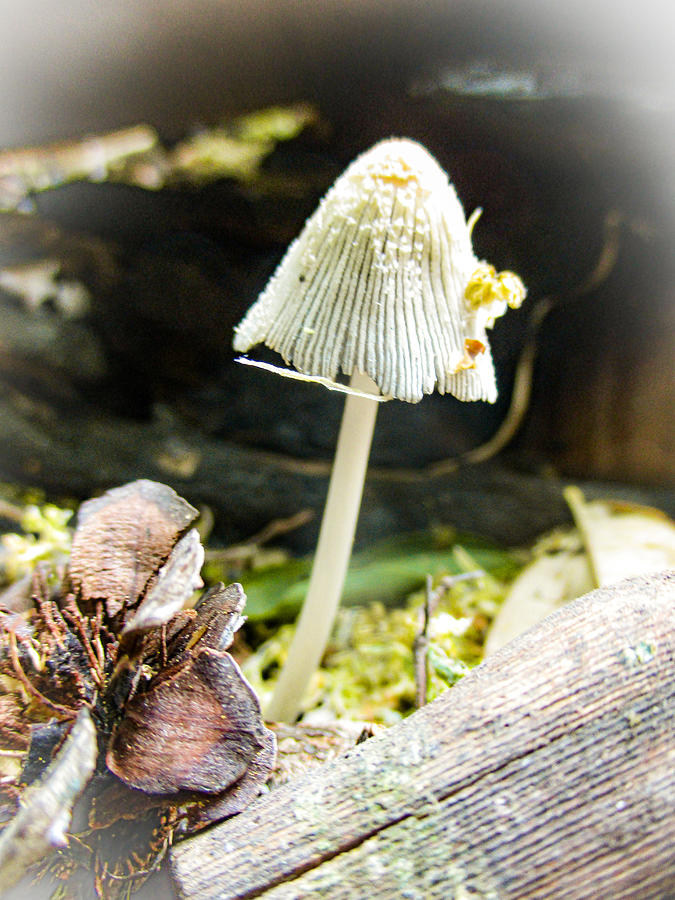 Mushroom in the Fire Pit Photograph by W Craig Photography