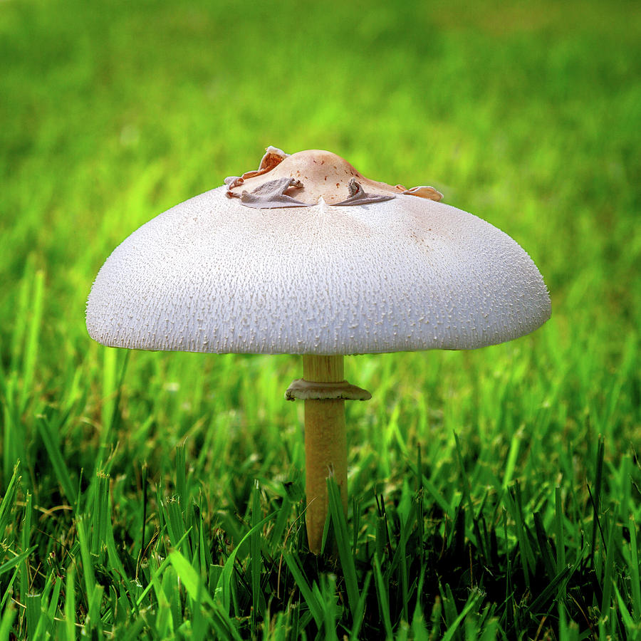 Mushroom In The Grass Photograph by James Eddy