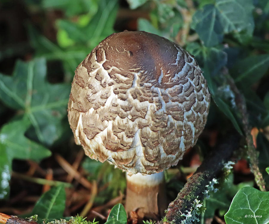 Mushroom  In The Yard Digital Art by Tom Janca