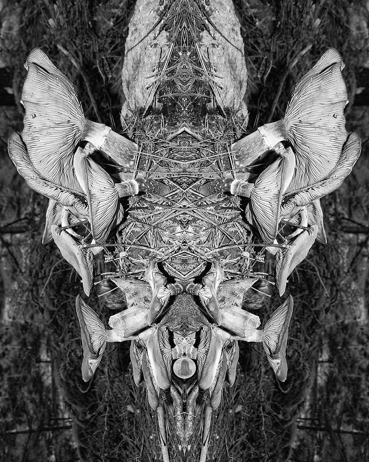 Surreal Photograph - Mushroom IV by Jon Butler Surreal Photograph - Mushroom IV by Jon Butler