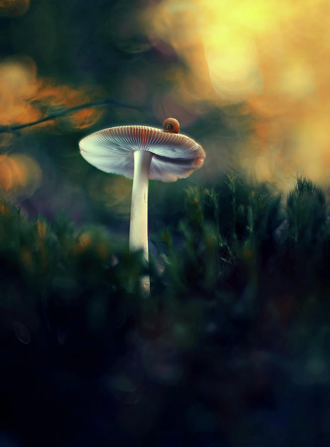 Mushroom Photograph by Iwona Sikorska - Fine Art America