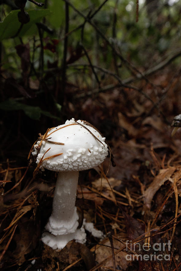 Mushroom Photograph by Jeannette Hunt