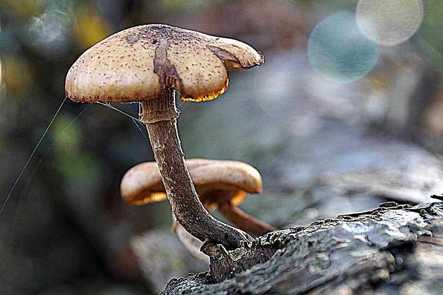Mushroom Photograph by Jolly Van der Velden