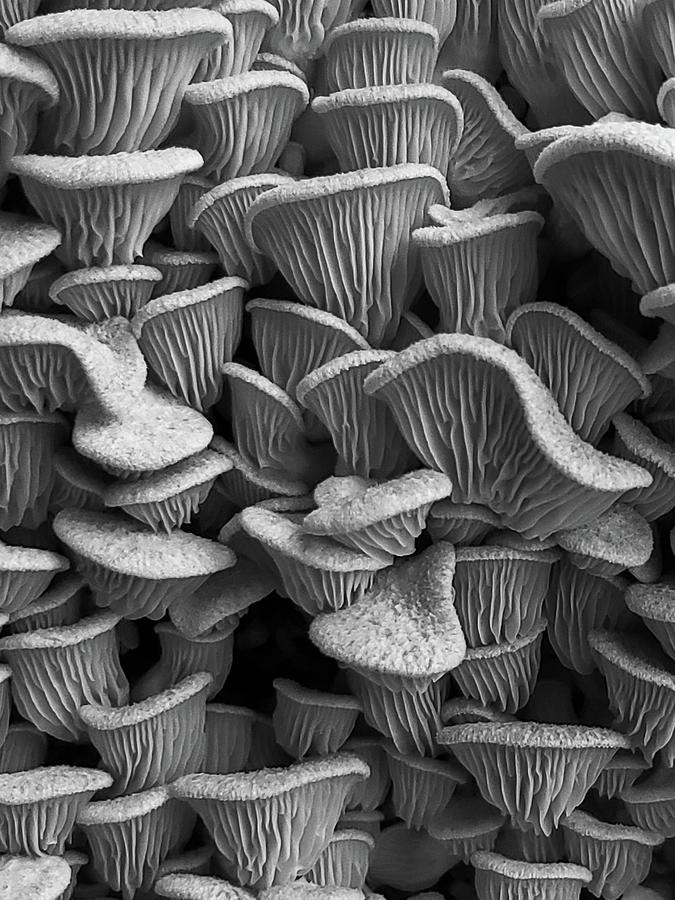 Mushroom Layers Photograph by Go and Flow Photos