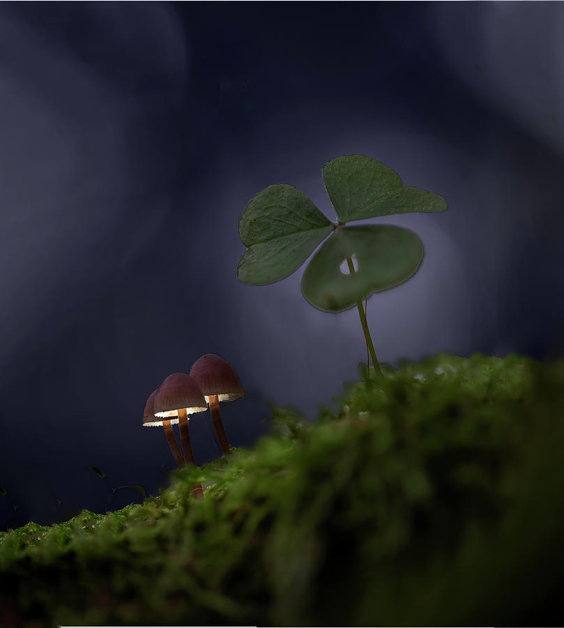 Mushroom lightpainting trio Photograph by Dirk Ercken