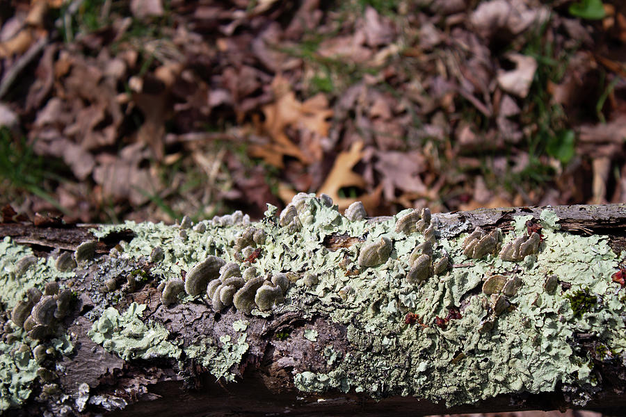 Mushroom Log Photograph by Geoff Jewett