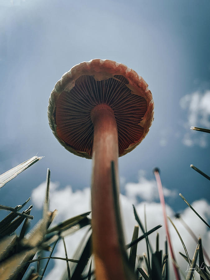 Mushroom Looking Tall Photograph by Spencer Wood - Fine Art America