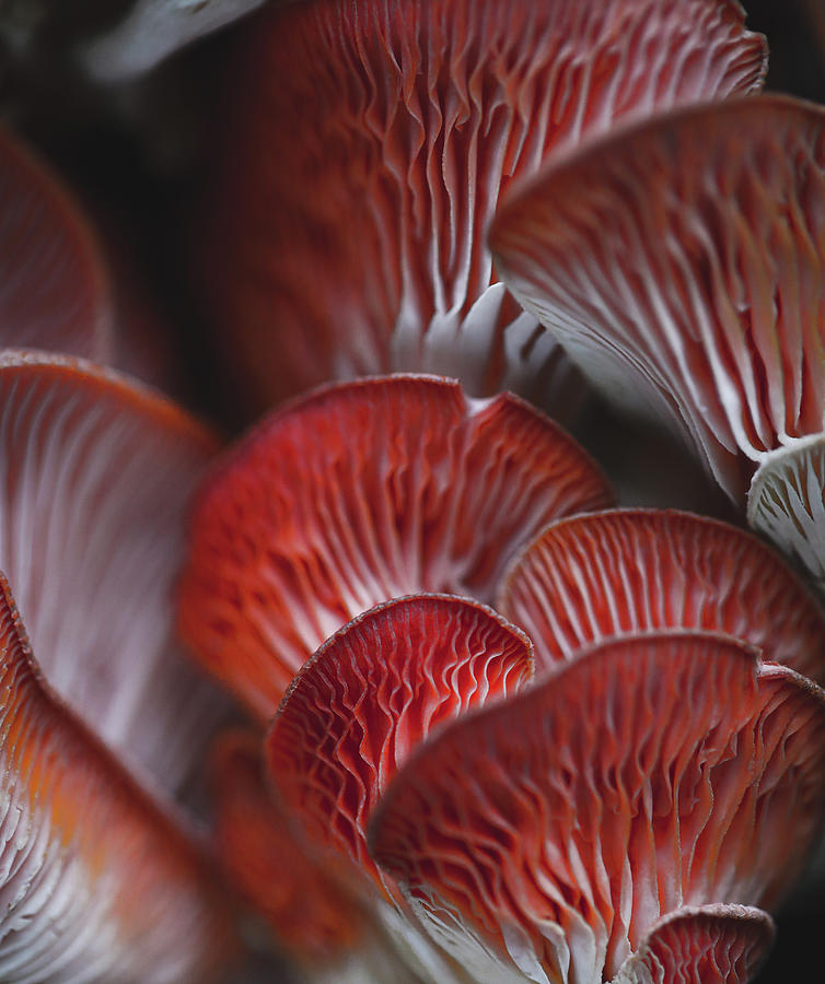 Mushroom Macro Photograph by Go and Flow Photos