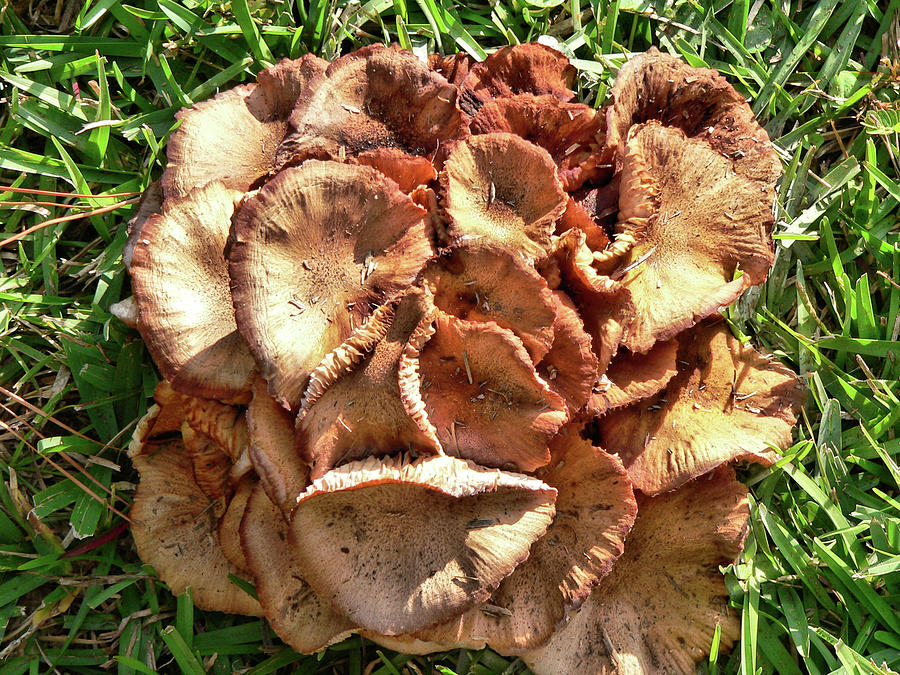 Mushroom Mania Photograph by Kathy K McClellan