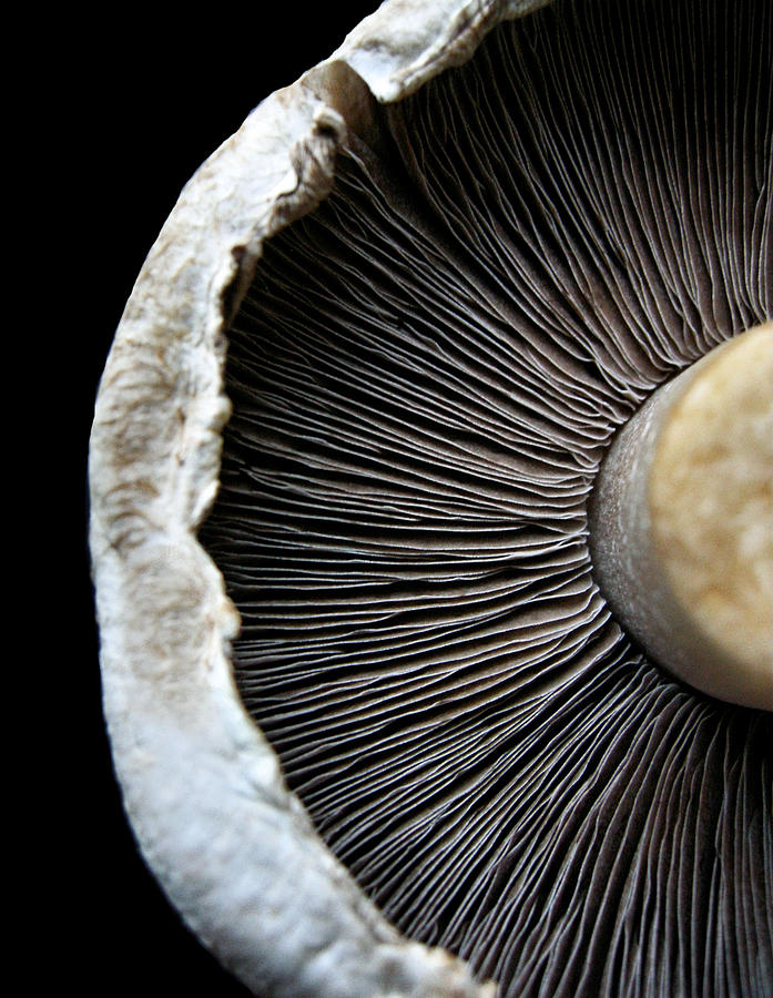 Mushroom.  Photograph by Michelle McMahon