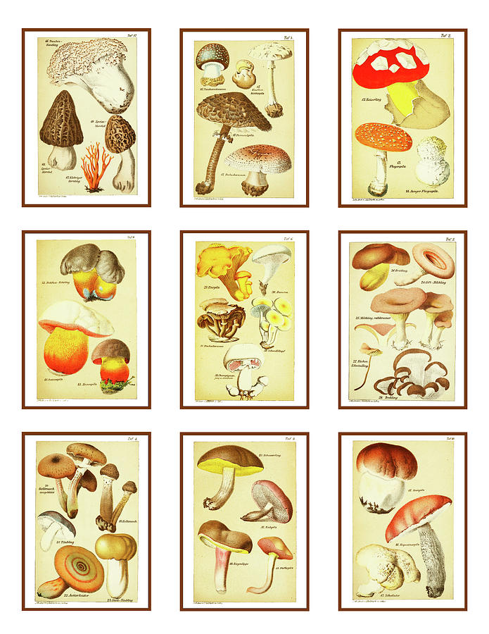 Mushroom Miniatures Digital Art by Lorena Cassady