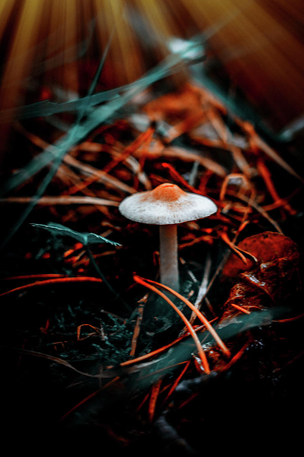 Mushroom Nipple Photograph by Julie Bergonz Fine Art America