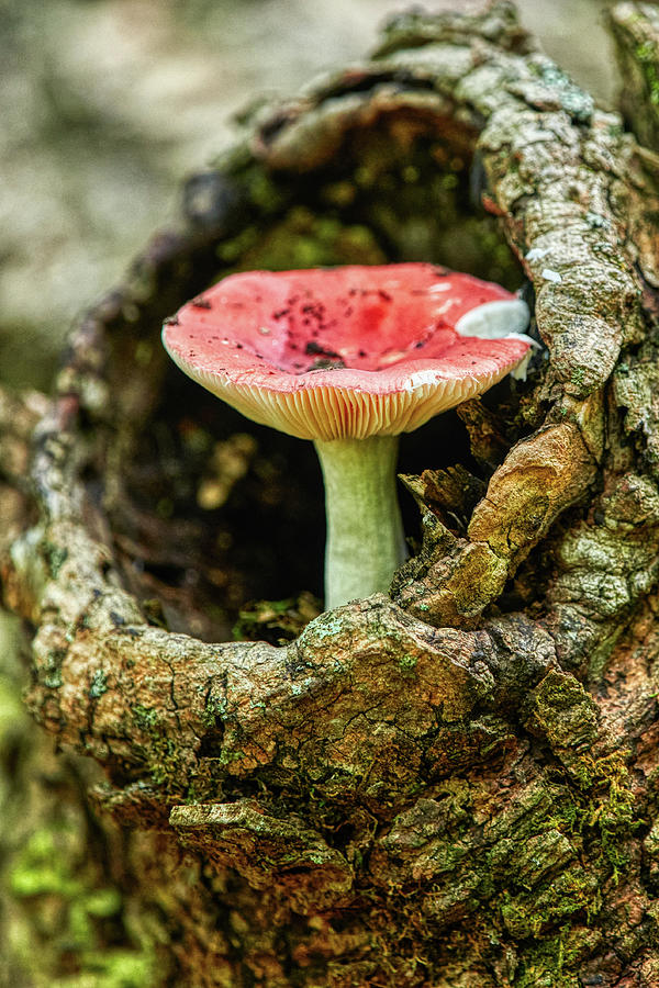 Mushroom on A Log Photograph by Paul Freidlund