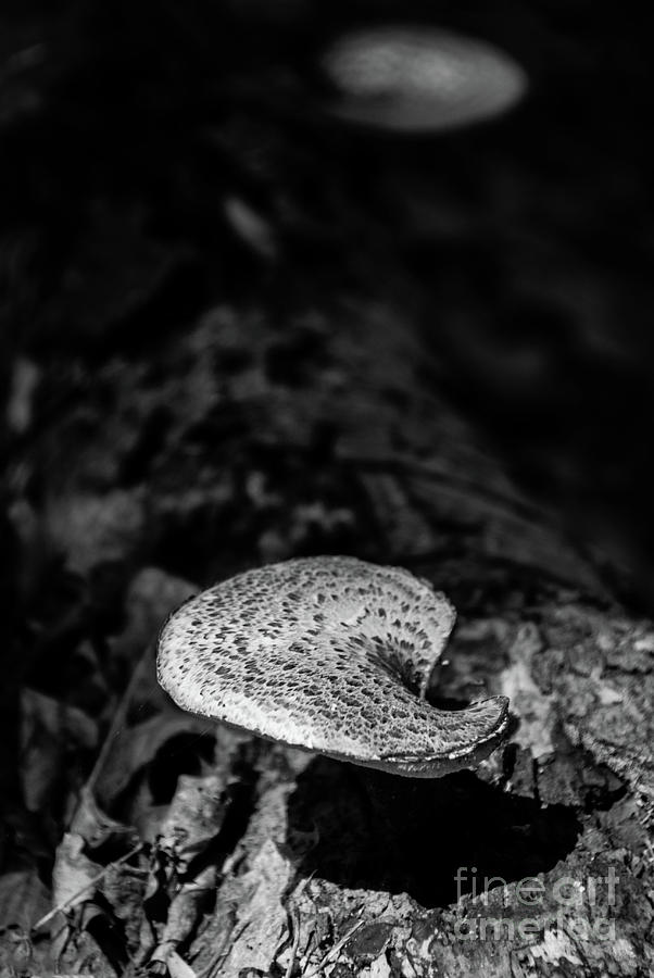 Mushroom on Log in Black and White Botanical / Nature Photograph Digital Art by PIPA Fine Art - Simply Solid