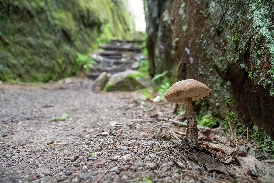 Mushroom Photograph - Mushroom on the Agawa Pictographs Trail, Ontario by John Twynam