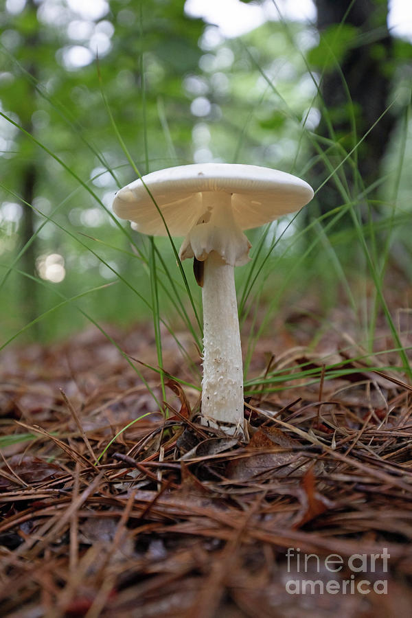 Mushroom on the Forest Floor Photograph by Jeannette Hunt
