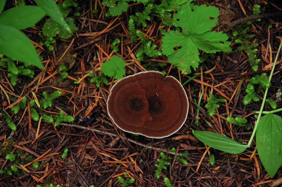 Mushroom On The Forest Floor Photograph