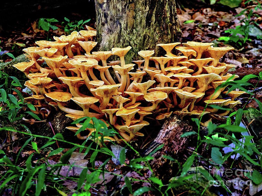 Mushroom on Treetrunck Photograph by Jim Trotter