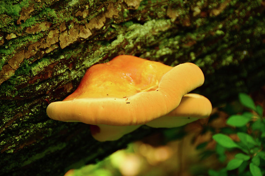 Mushroom Pair of DWG Photograph by Raymond Salani III