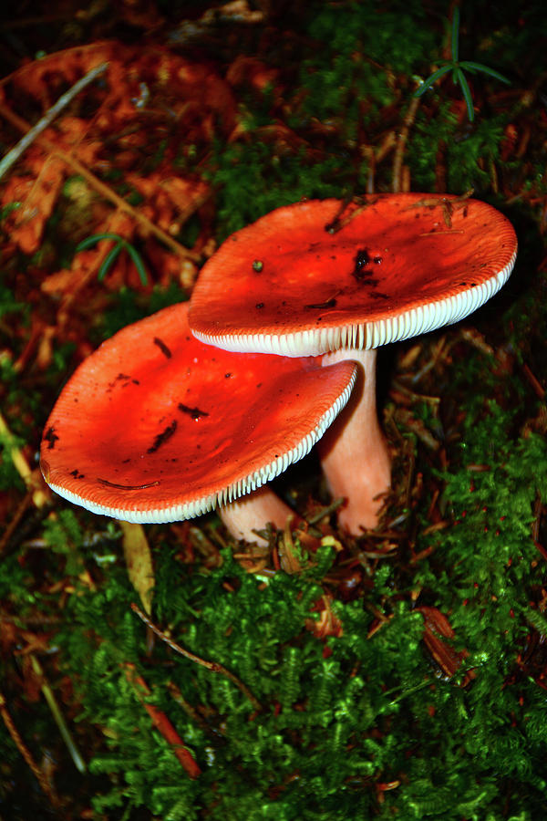 Mushroom Pair of NH 2 Photograph by Raymond Salani III