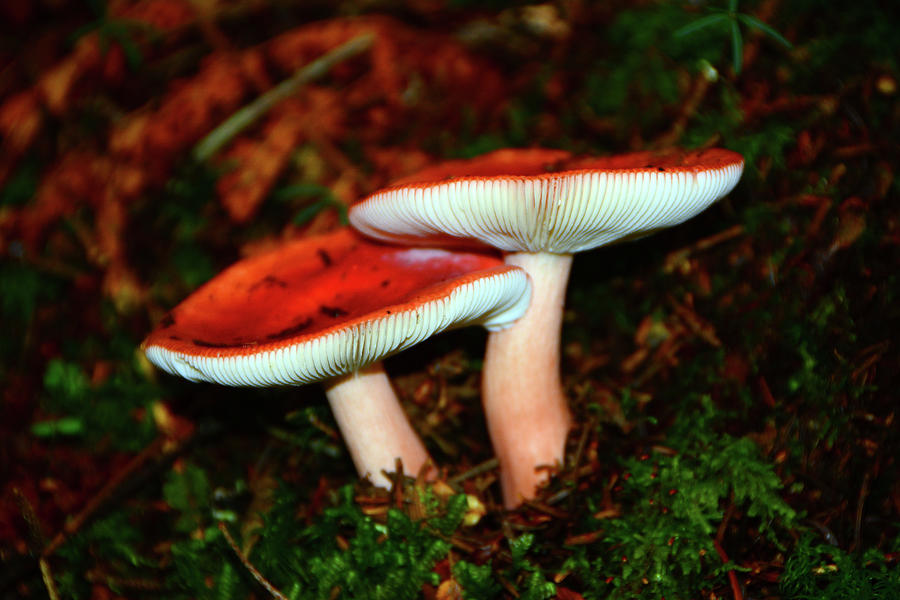 Mushroom Pair of NH Photograph by Raymond Salani III