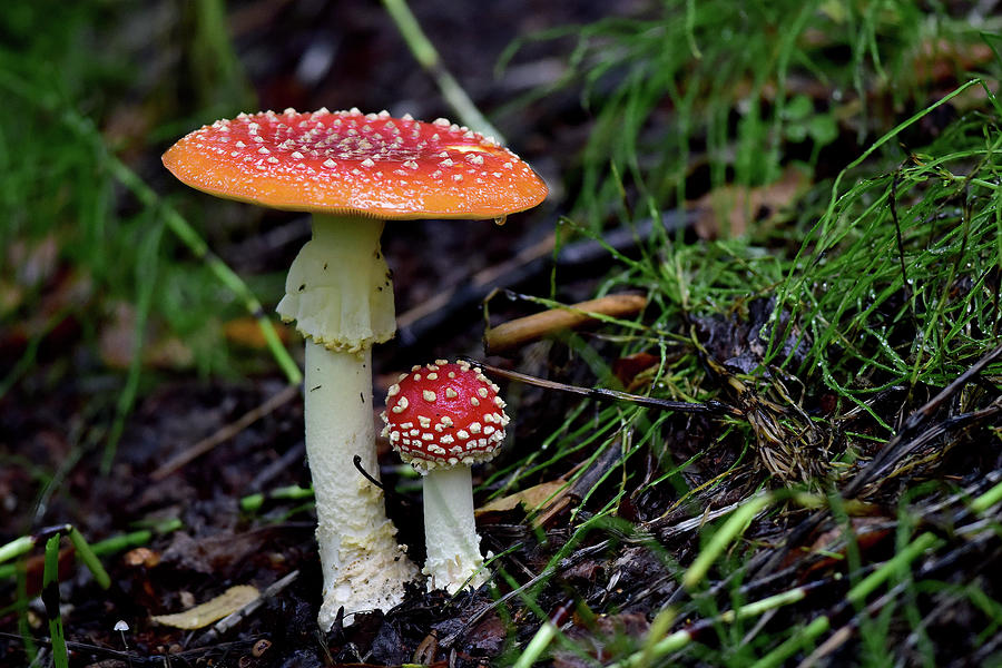 Mushroom Pals Photograph by John Pennell - Fine Art America