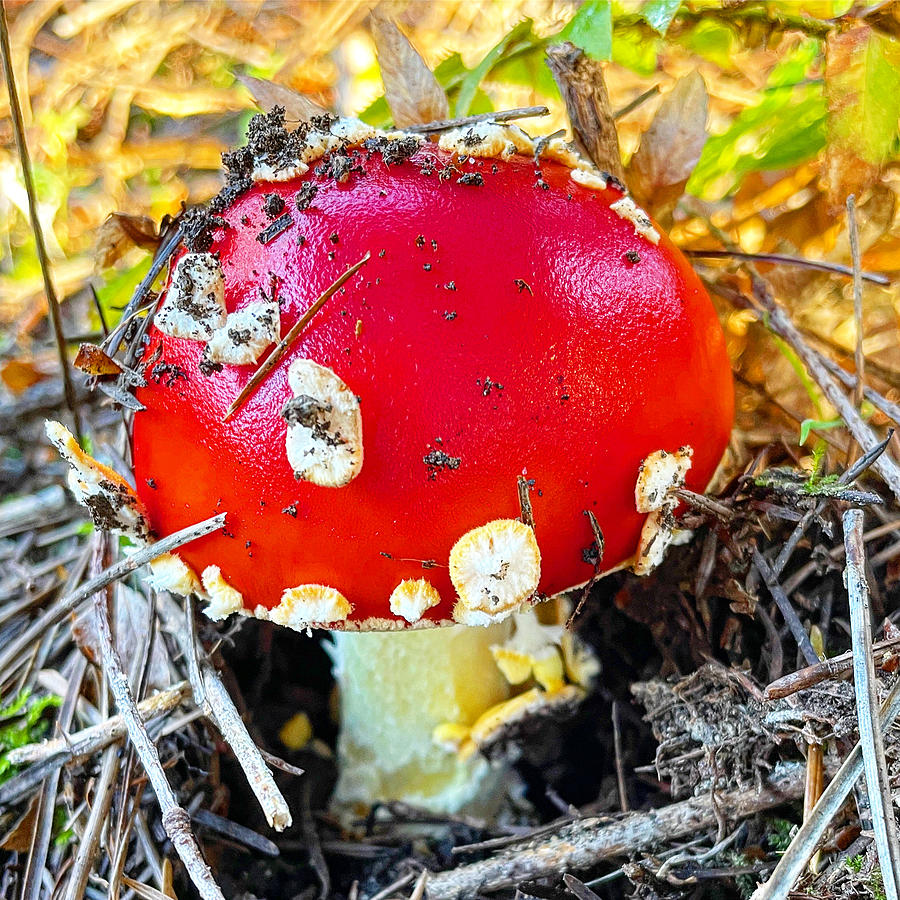 Mushroom Photograph by Perry Hoffman