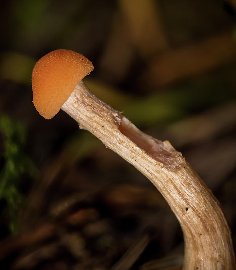 Mushroom Peyronies Photograph by Jean Noren
