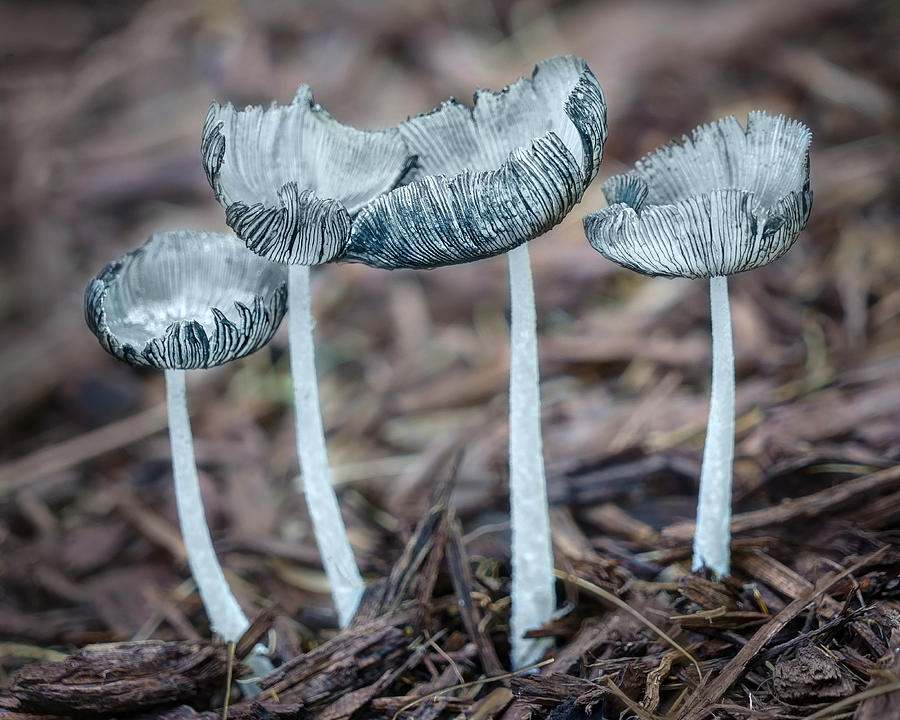 Cup Photograph - Mushroom Quartet - Deliquescence  by Nikolyn McDonald