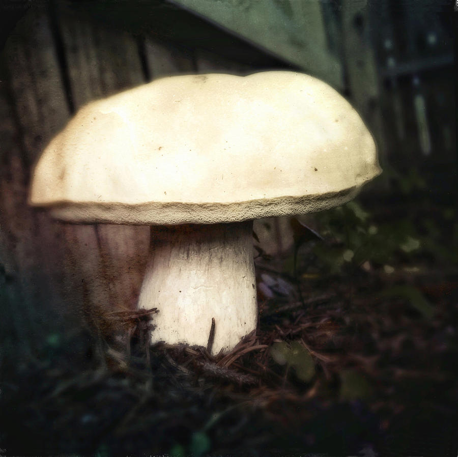 Mushroom Photograph by Robert Dann